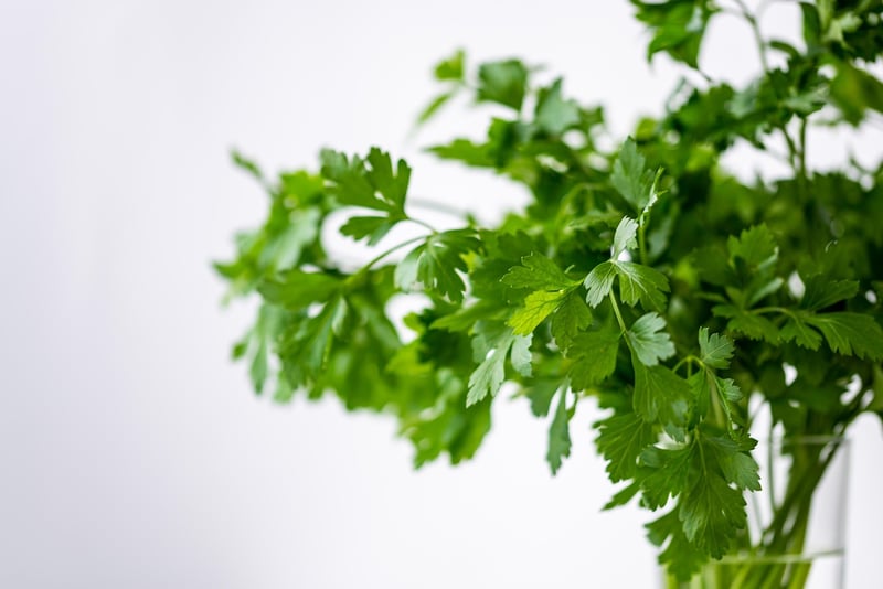 Indoor Herb Gardens