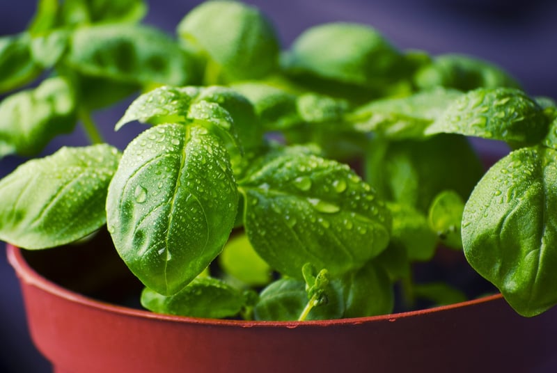 Herb Garden Kit