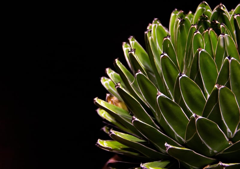 Succulent Terrarium Kit