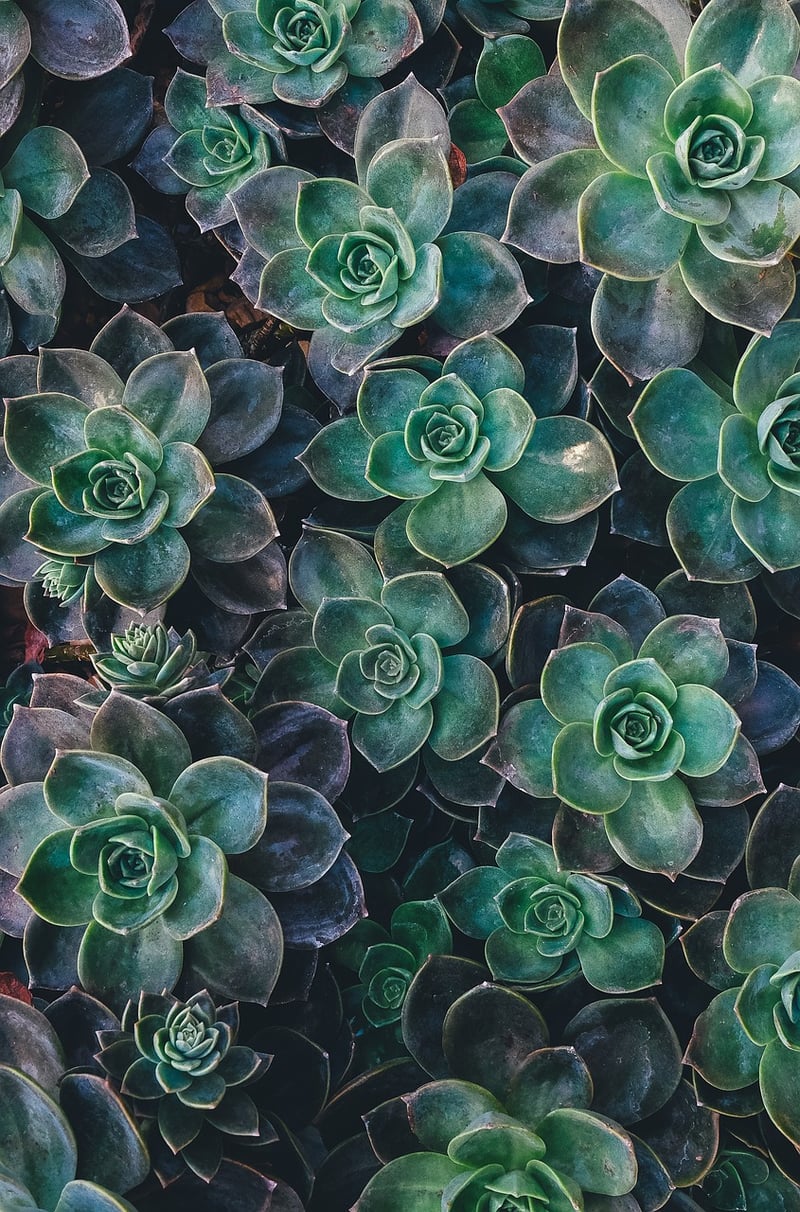 Miniature Succulent Garden
